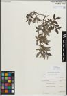 Foto von Salix myrsinifolia Salisb.